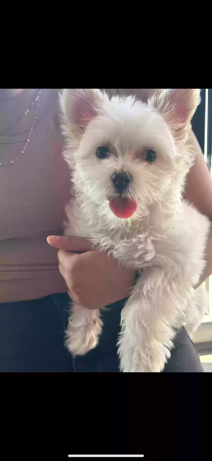 Lost dog in Staten Island, NY, 10304