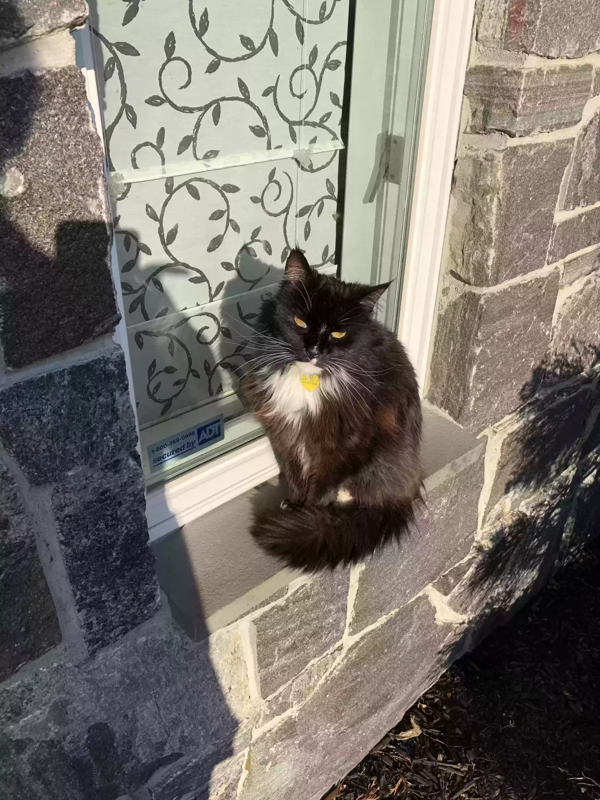 Lost cat in Oakville, CT, 6779