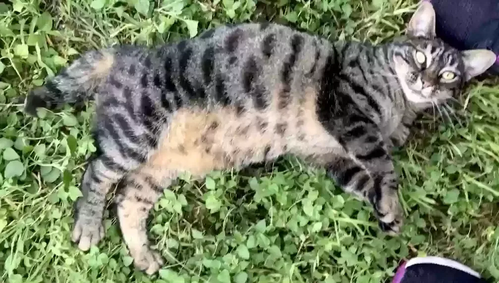 Lost cat in San Antonio, TX, 78201
