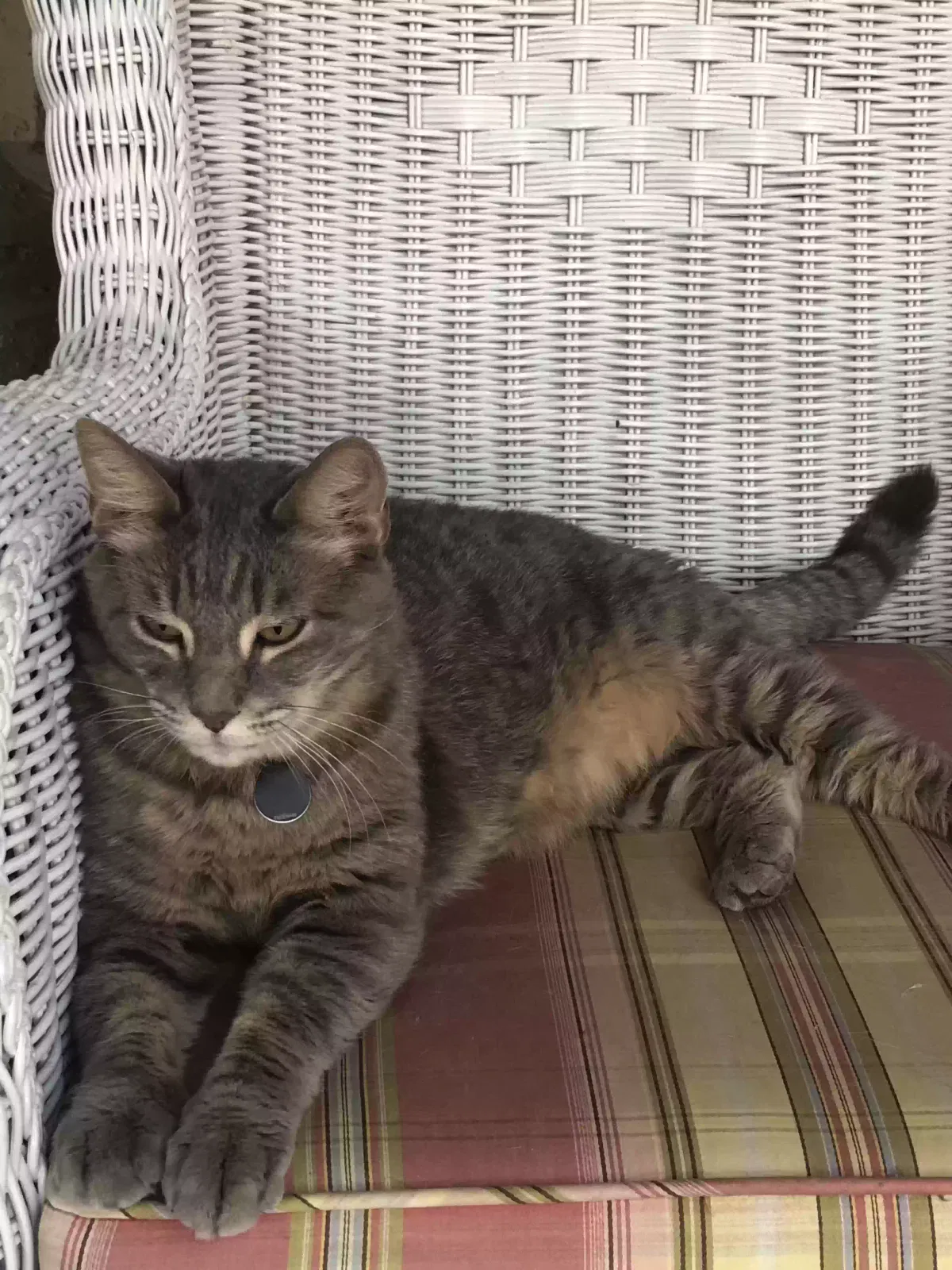 Lost cat in Surprise, AZ, 85388