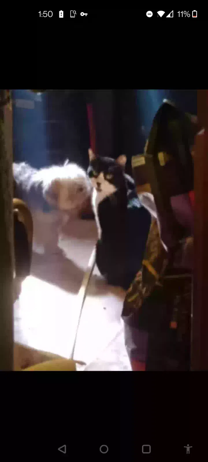 Lost cat in Lansing, MI, 48911