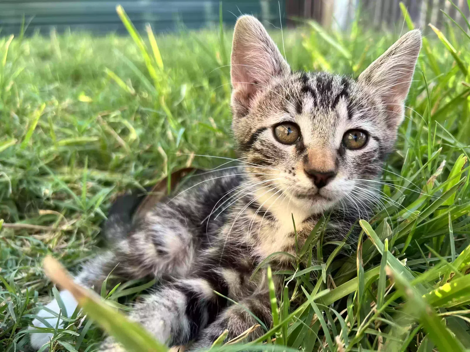 Lost cat in Edinburg, TX, 78541