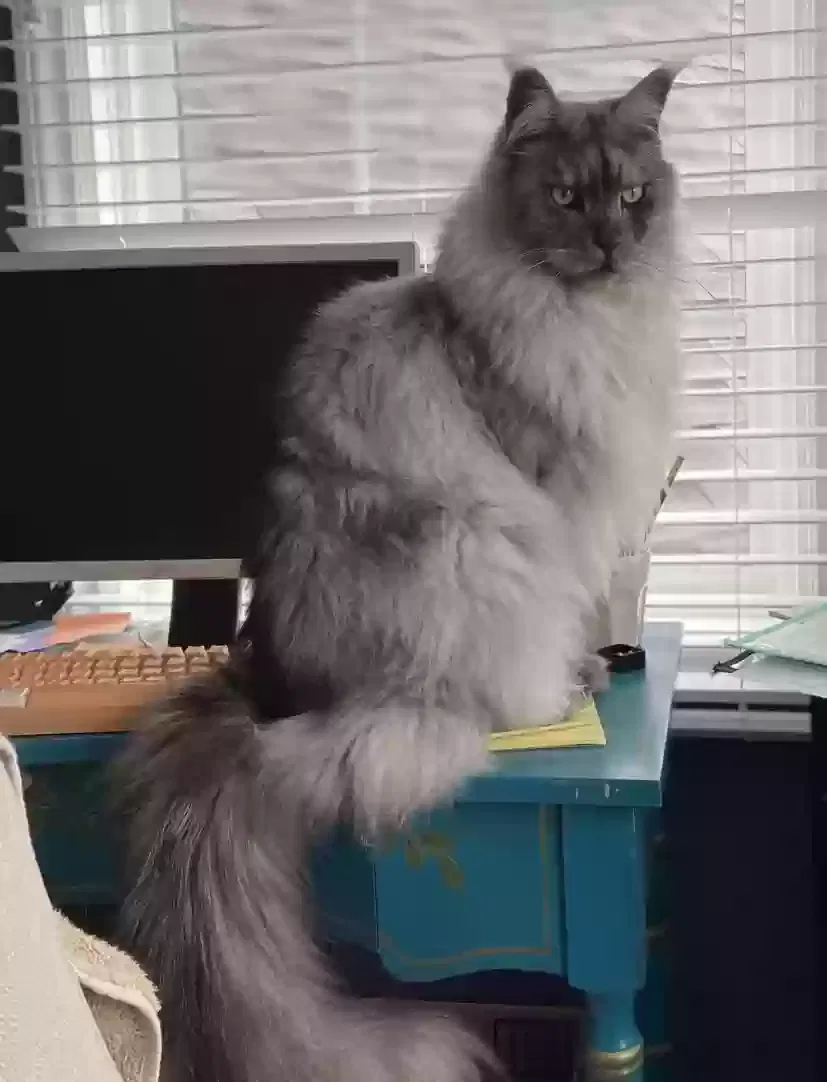 Lost cat in Union City, MI, 49094