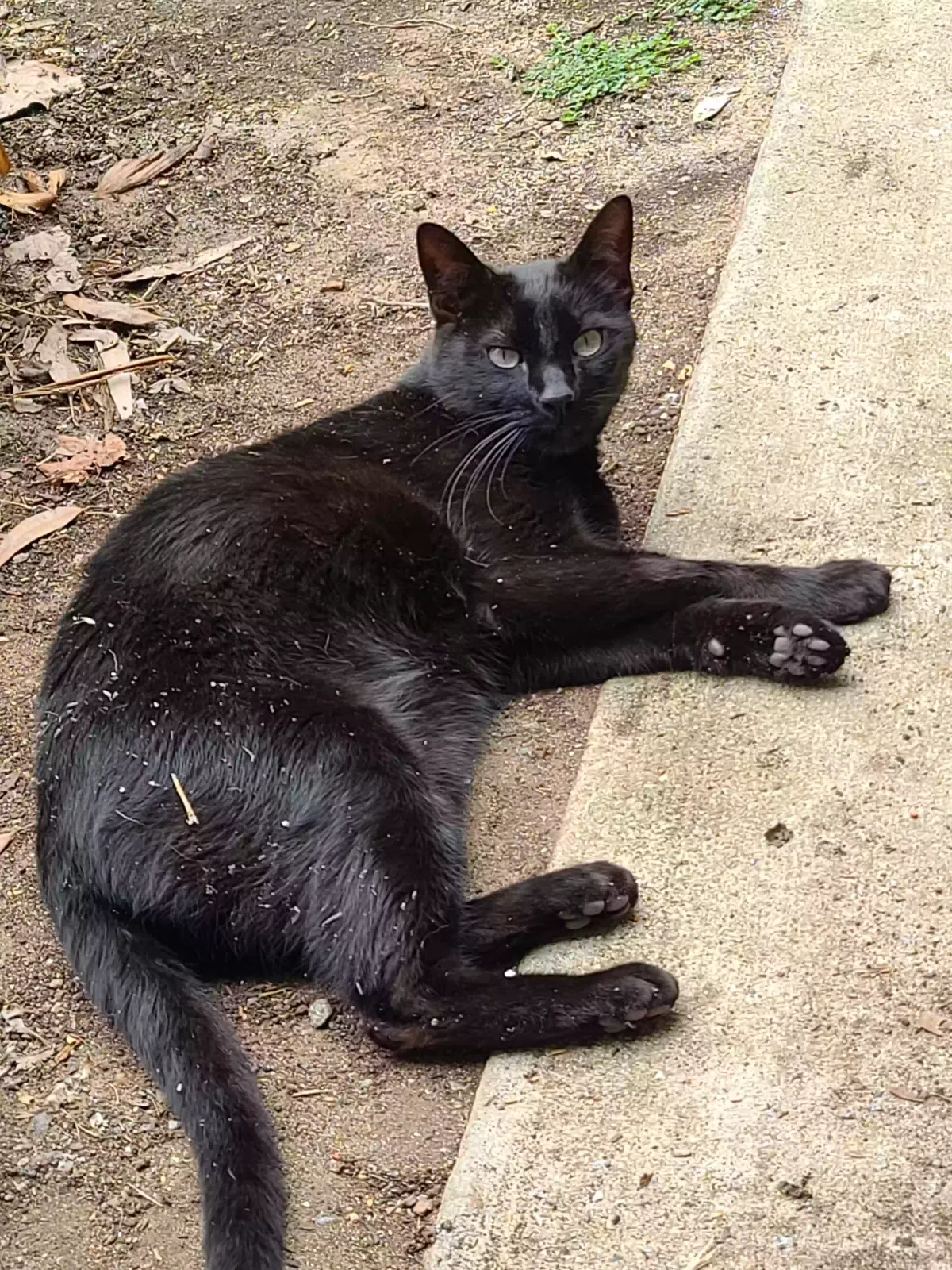 Lost cat in San Diego, CA, 92129