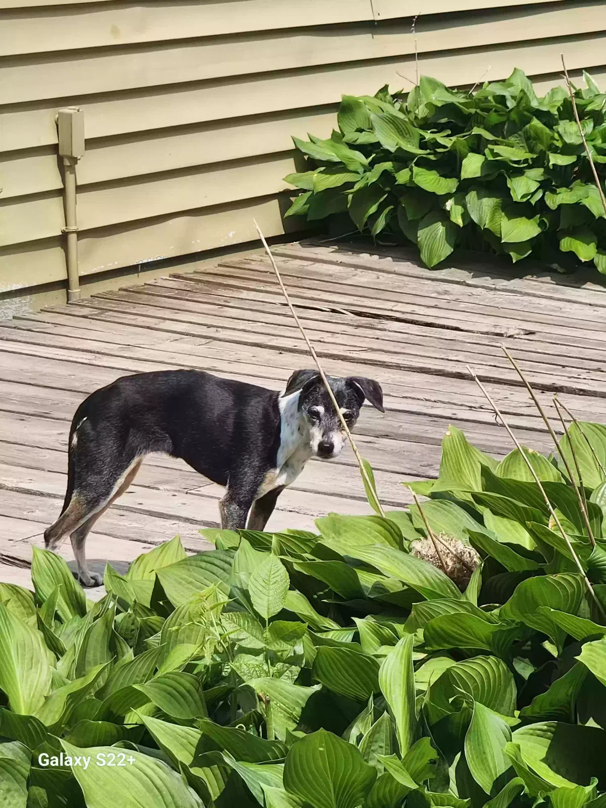 Lost dog in Owen, WI, 54460