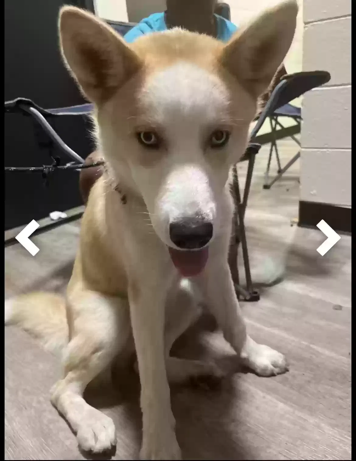 Lost dog in Indianapolis, IN, 46254
