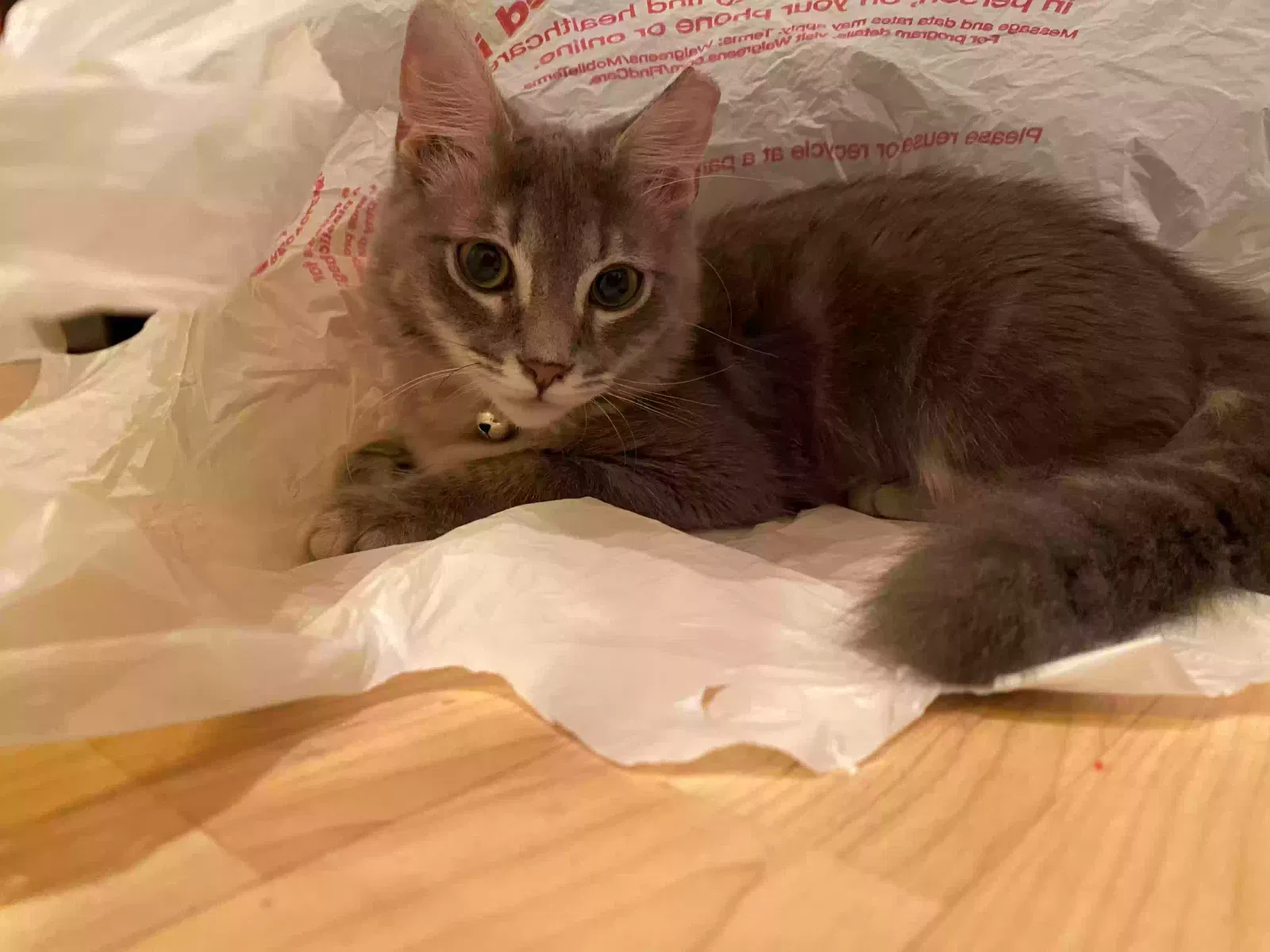 Lost cat in Phoenix, AZ, 85053