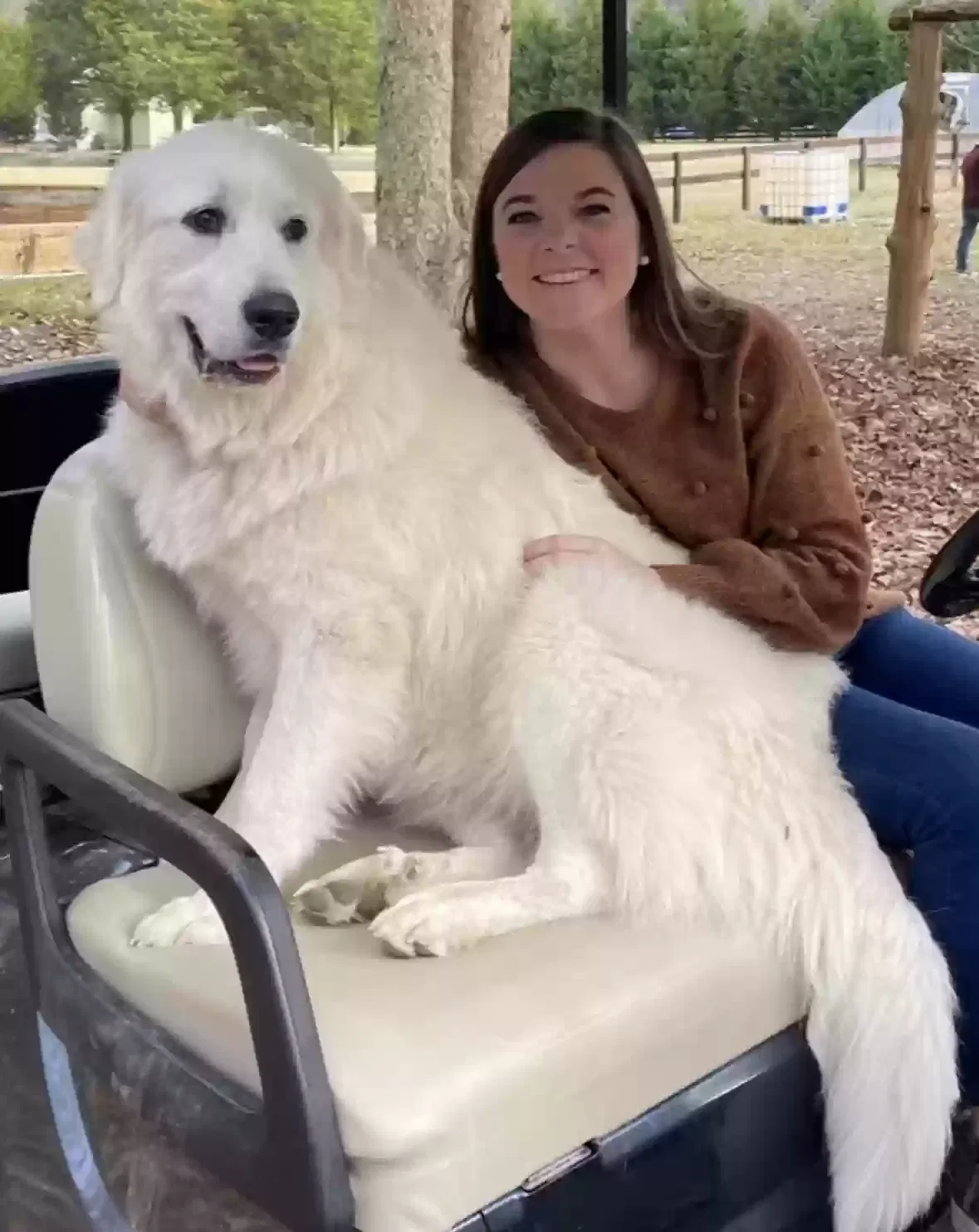 Lost dog in Springville, AL, 35146