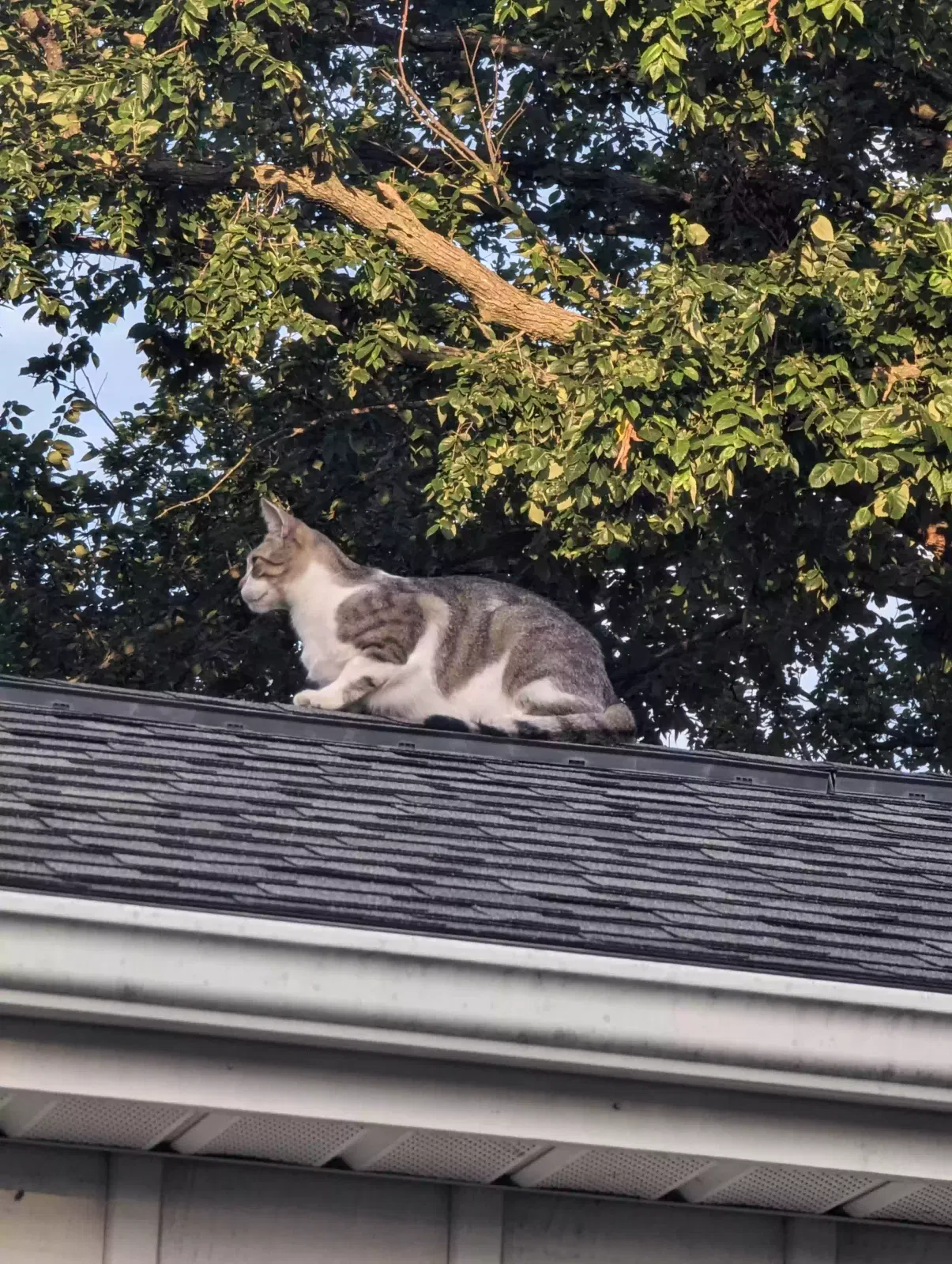 Lost cat in Peoria Heights, IL, 61616