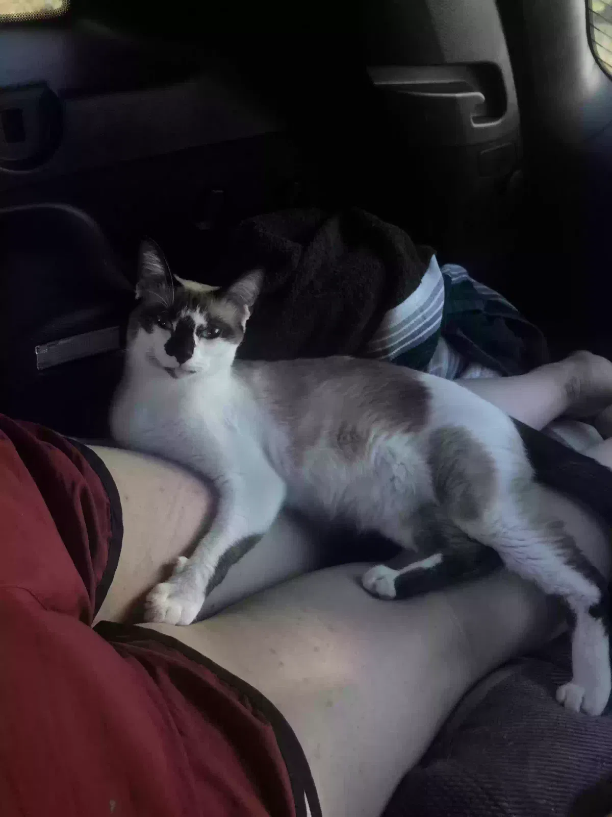 Lost cat in Arvada, CO, 80002