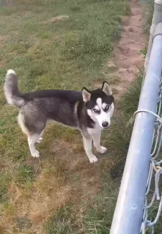 Lost dog in Waldron, AR, 72958