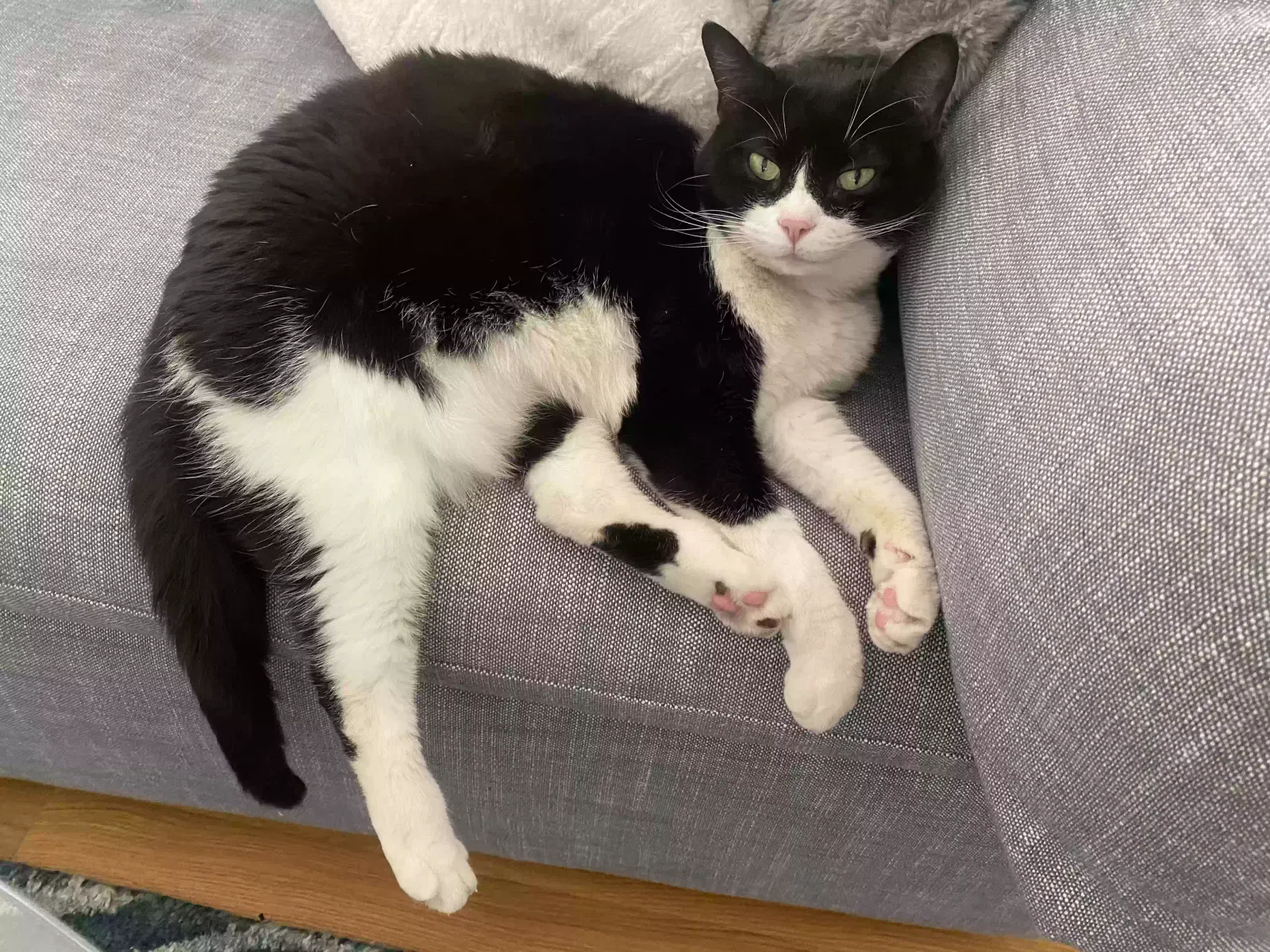 Lost cat in Dallas, TX, 75220