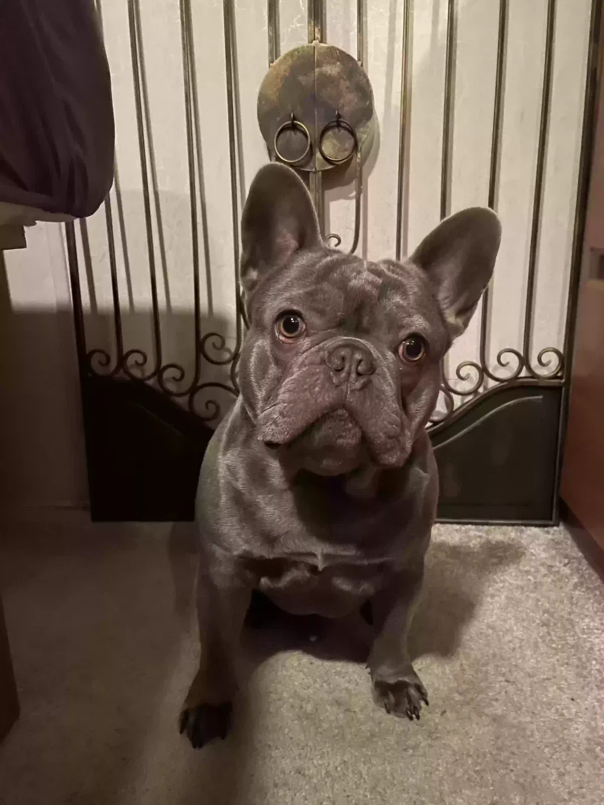 Lost dog in Canoga Park, CA, 91303
