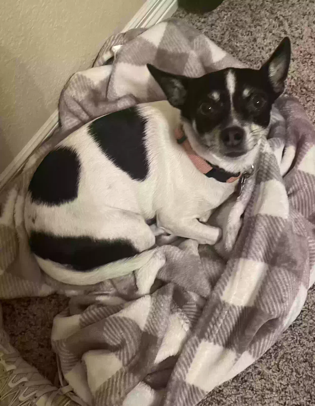 Lost dog in Temple, TX, 76501