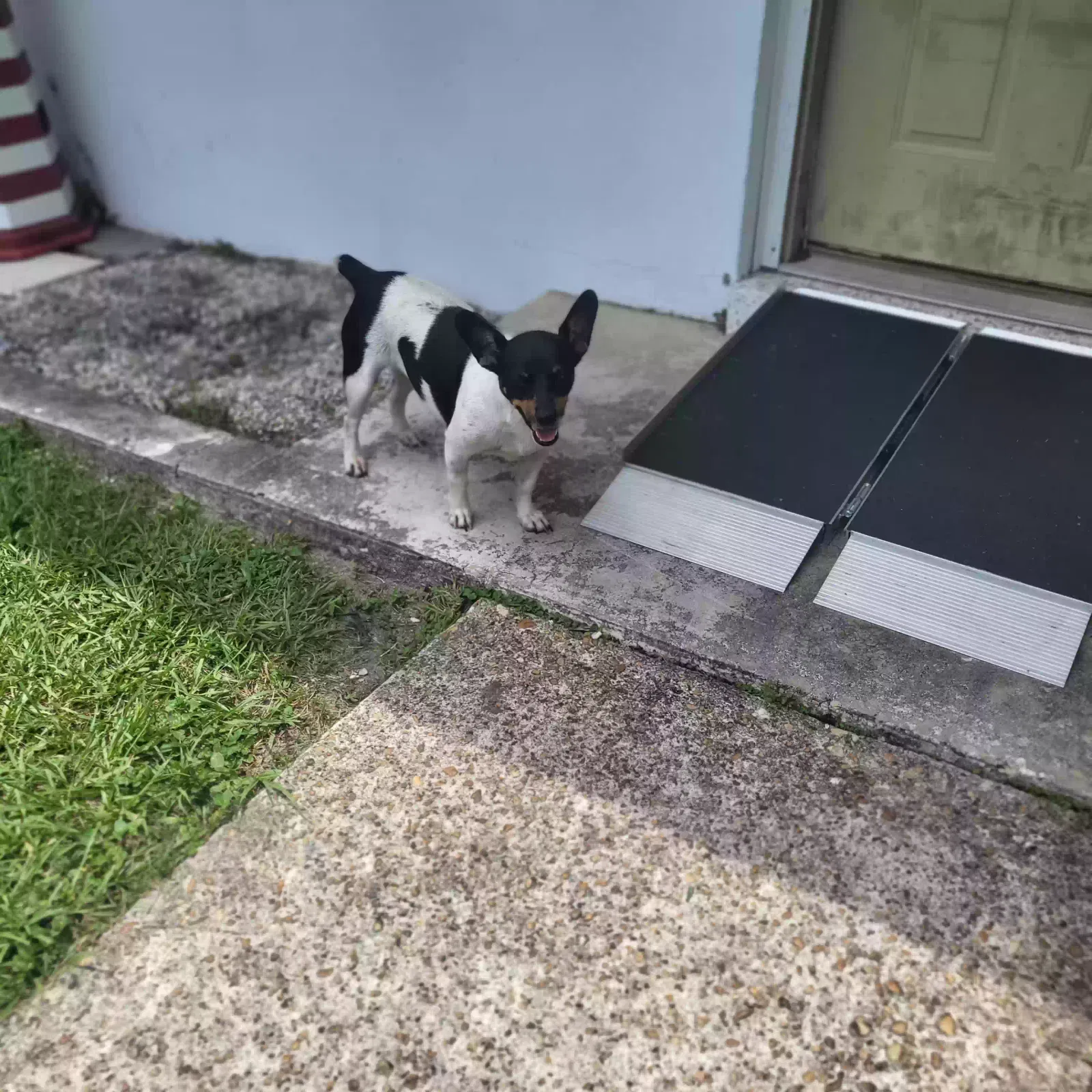 Found Dog