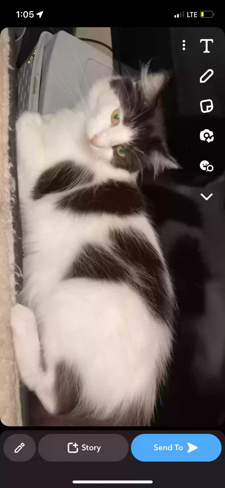Lost cat in Centralia, WA, 98531