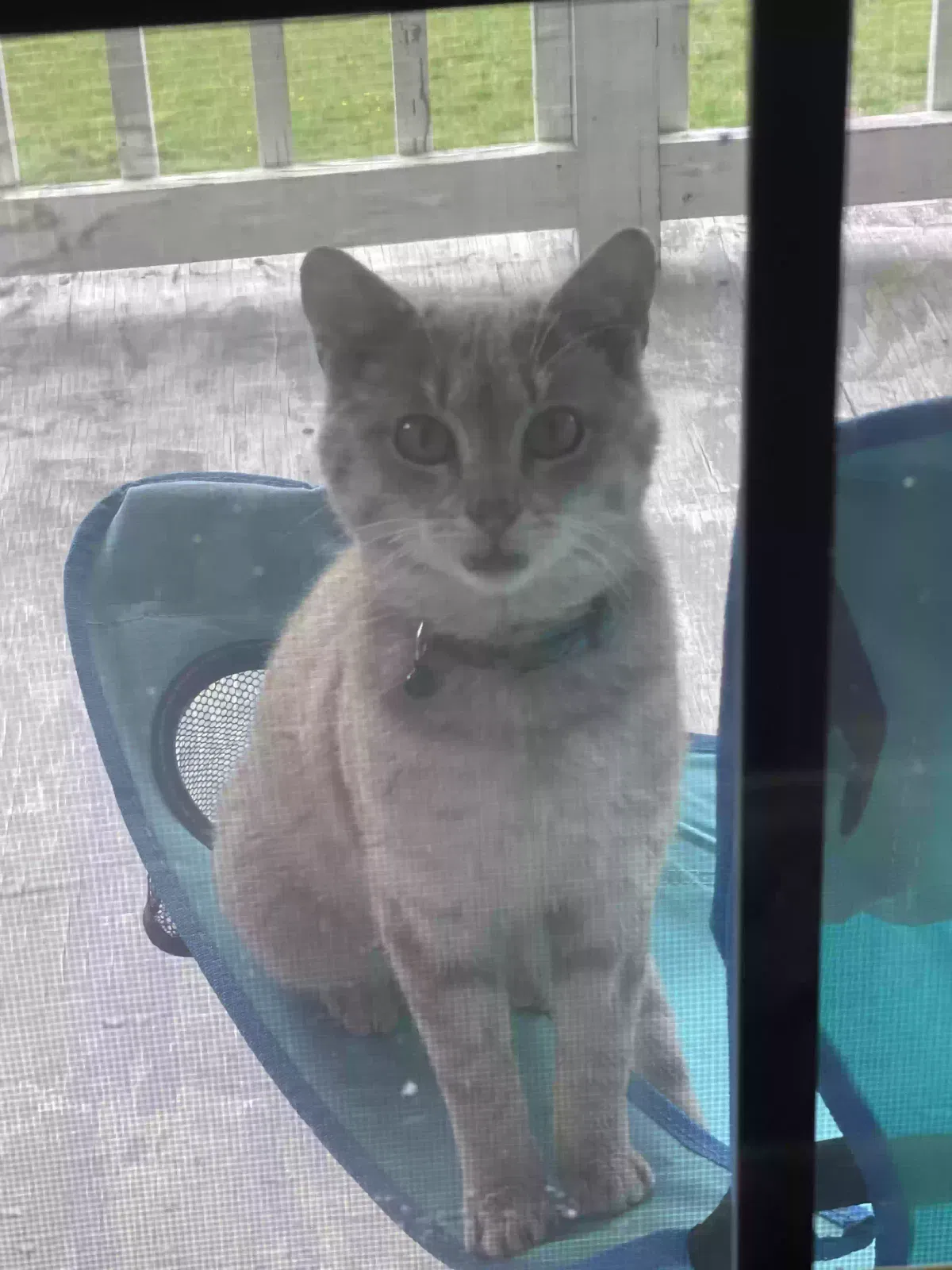 Lost cat in Double Springs, AL, 35553
