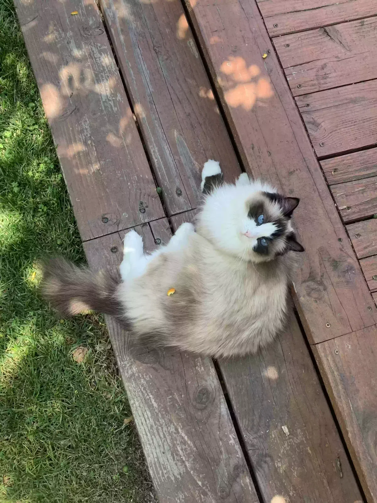 Lost cat in Los Angeles, CA, 90046