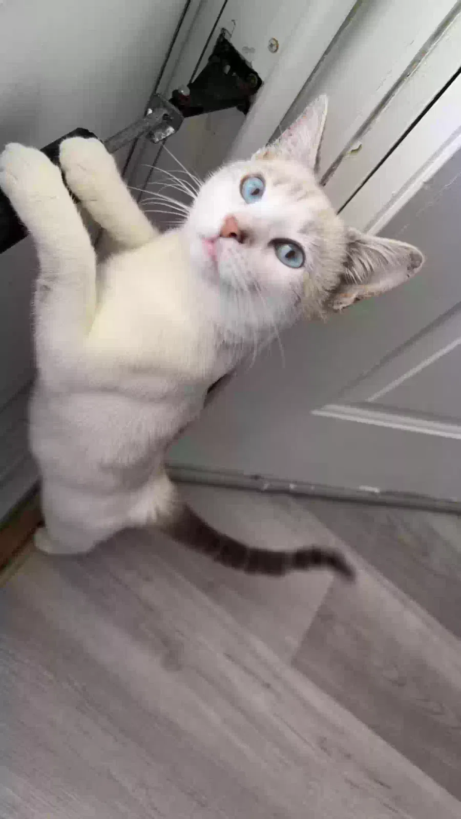 Lost cat in Graham, NC, 27253