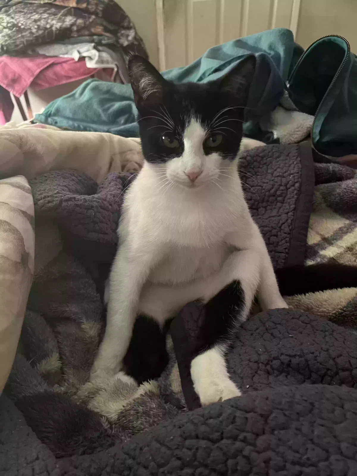 Lost cat in North Richland Hills, TX, 76180