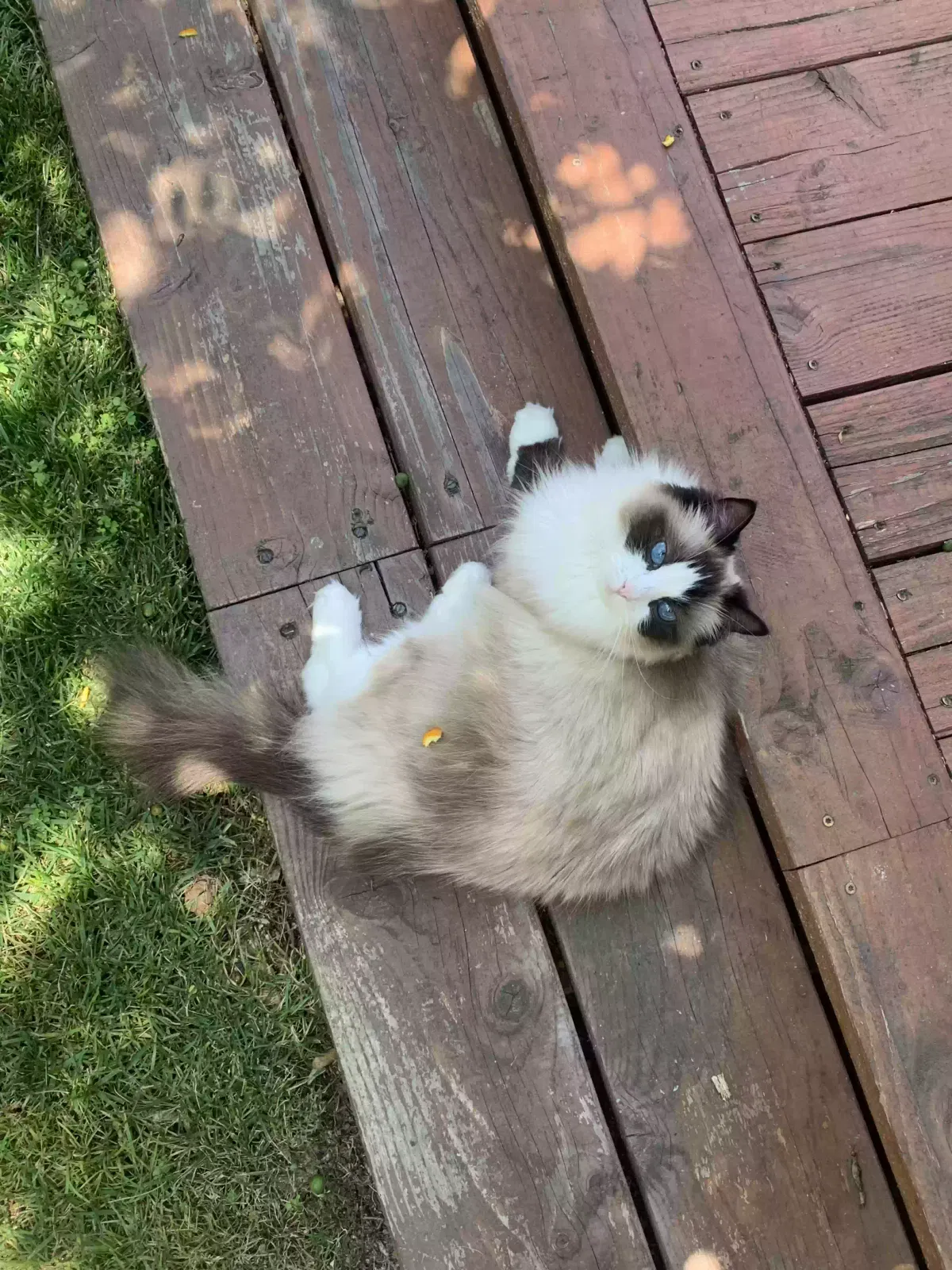 Lost cat in Los Angeles, CA, 90043