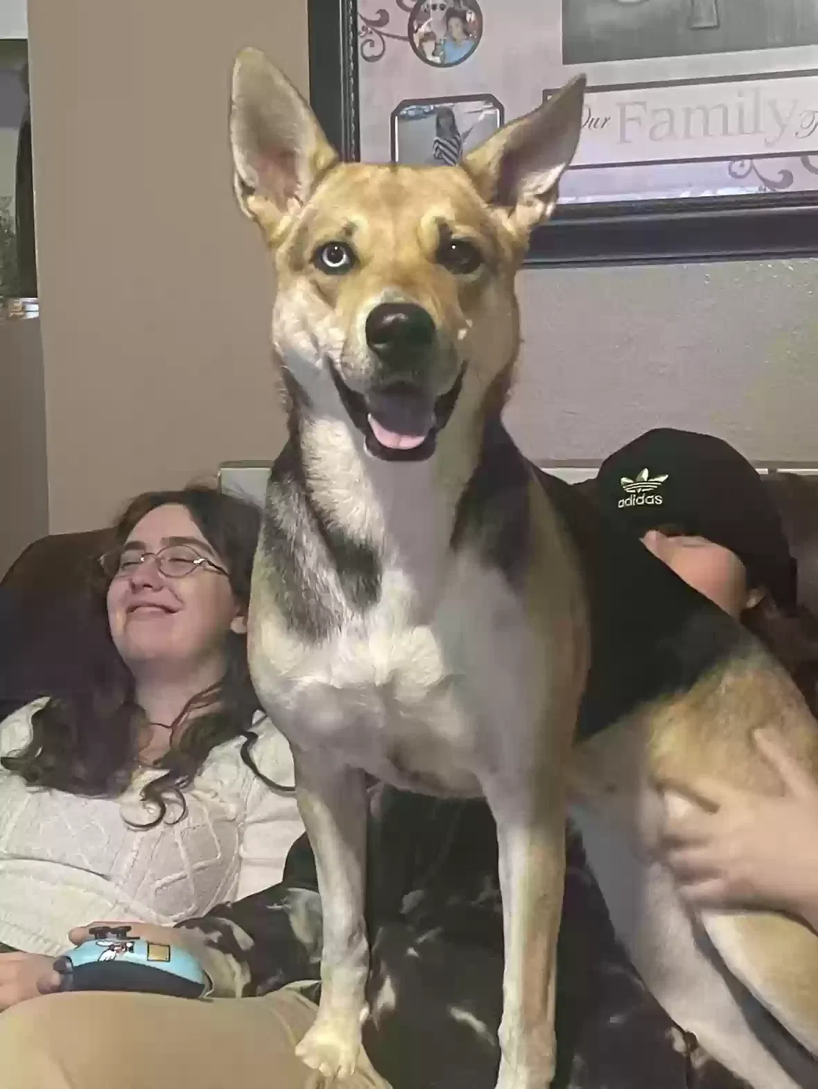 Lost dog in Rio Rancho, NM, 87144