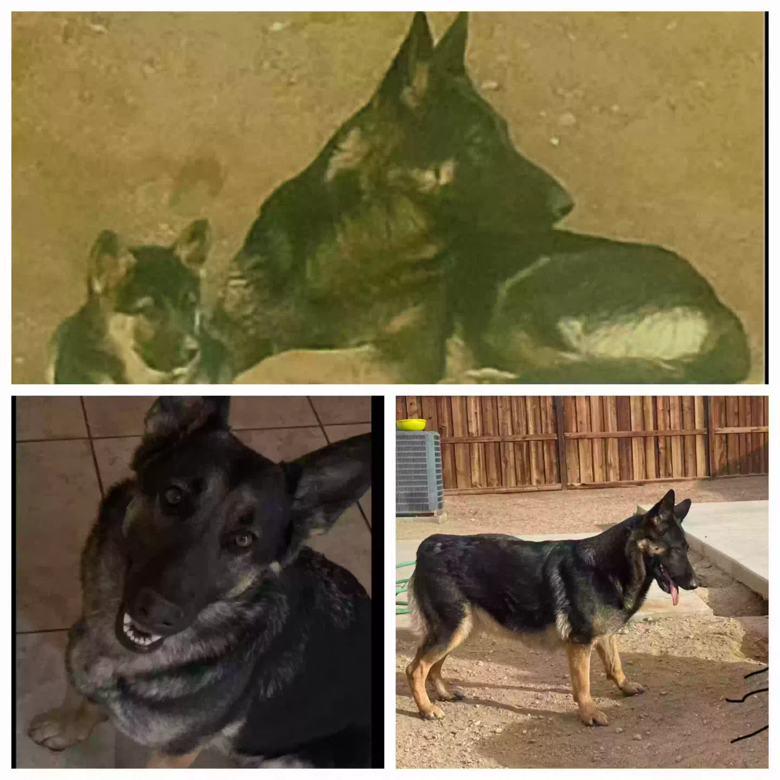 Lost dog in Victorville, CA, 92392