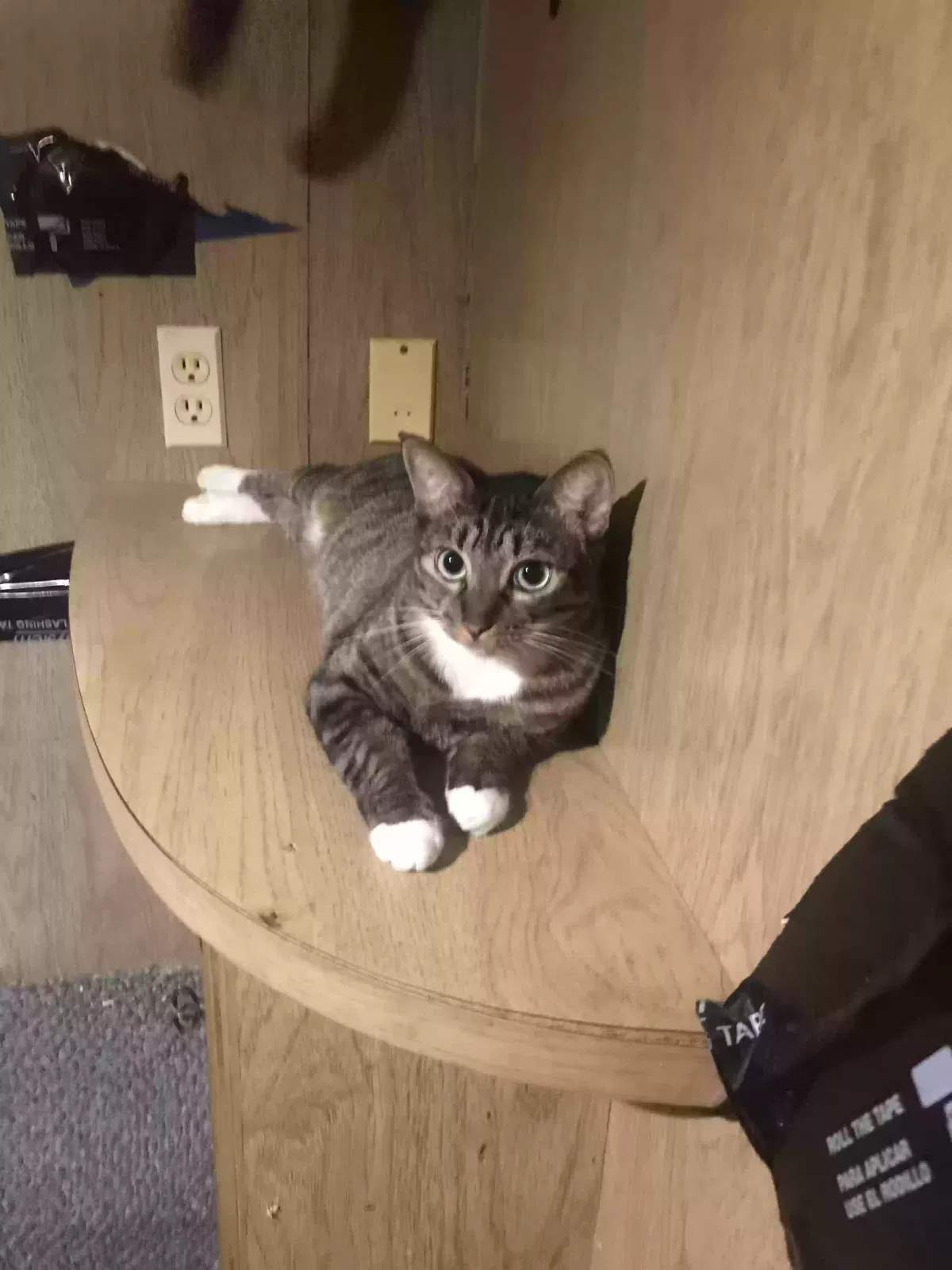 Lost cat in Palm Bay, FL, 32905