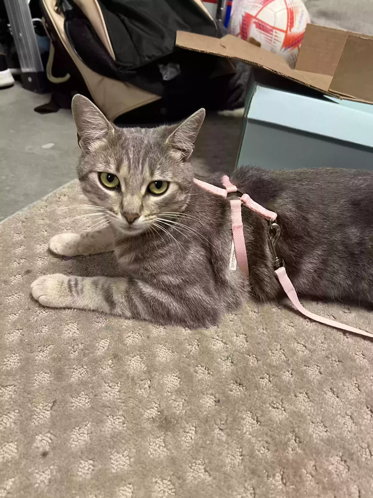 Lost cat in Mira Loma, CA, 91752
