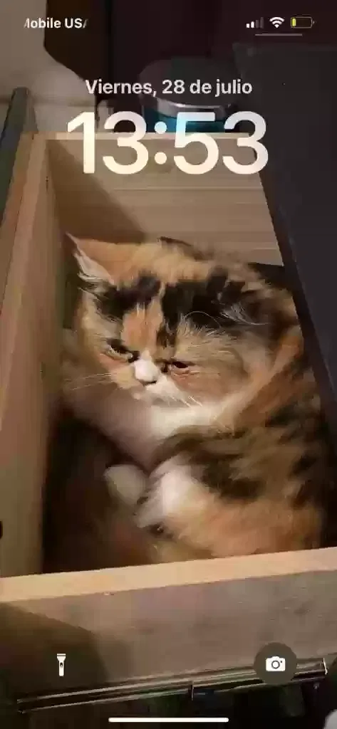 Lost cat in Missouri City, TX, 77489