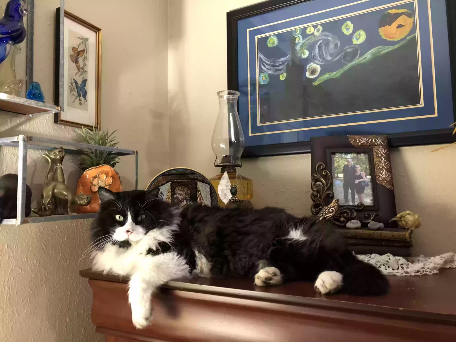 Lost cat in Haughton, LA, 71037
