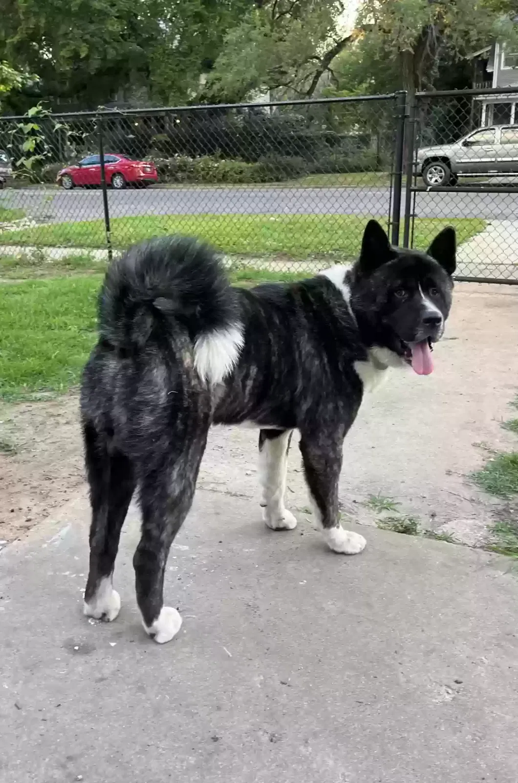 Lost dog in Wichita, KS, 67203