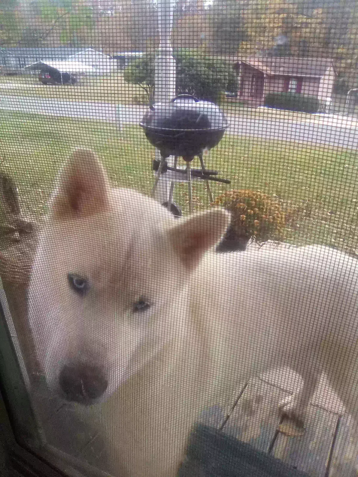 Lost dog in Belmont, NC, 28012