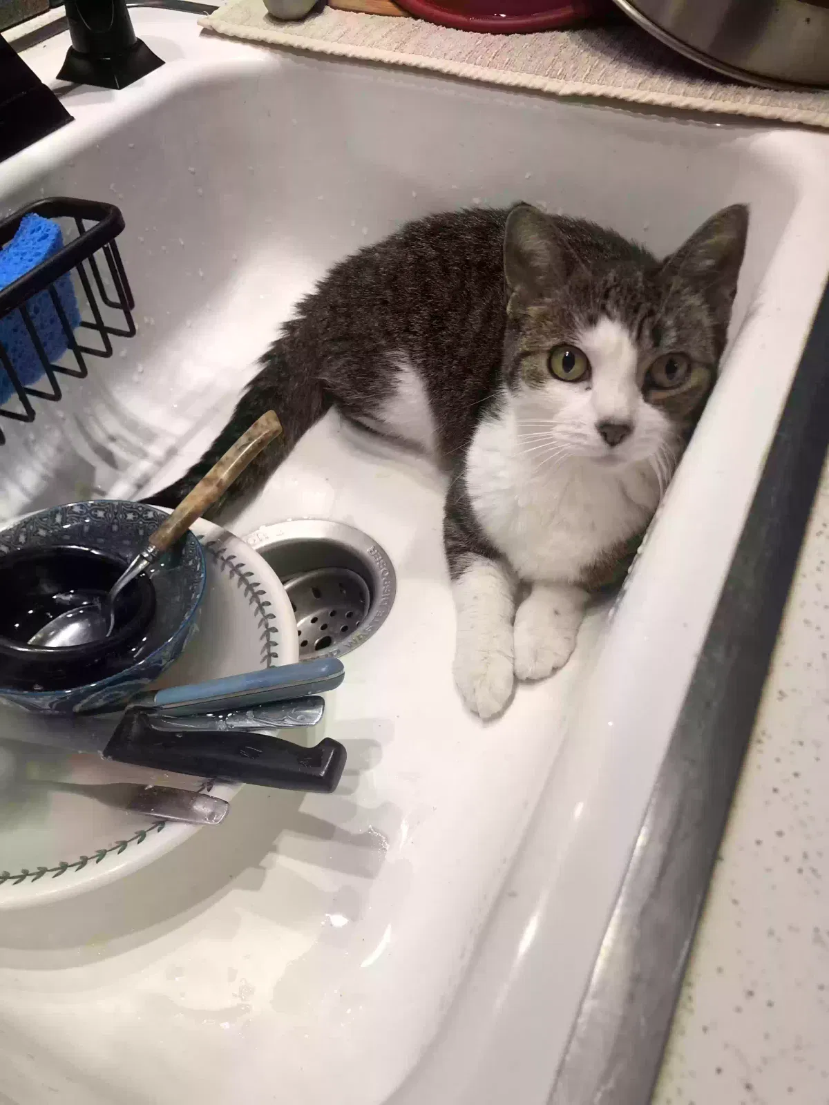 Lost cat in Northampton, MA, 1060