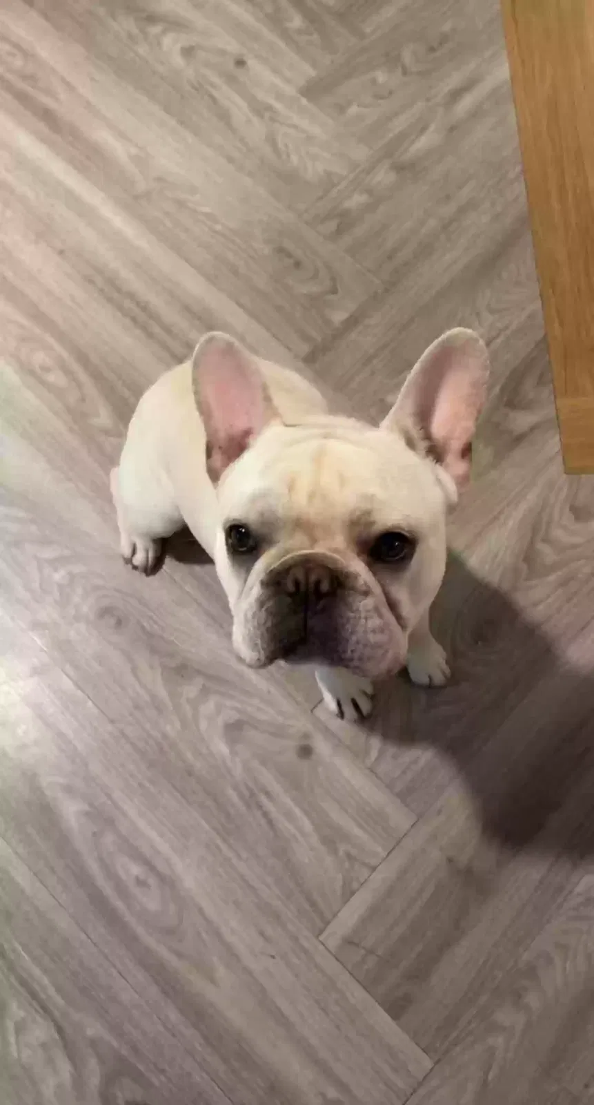 Lost dog in Fort Wayne, IN, 46815