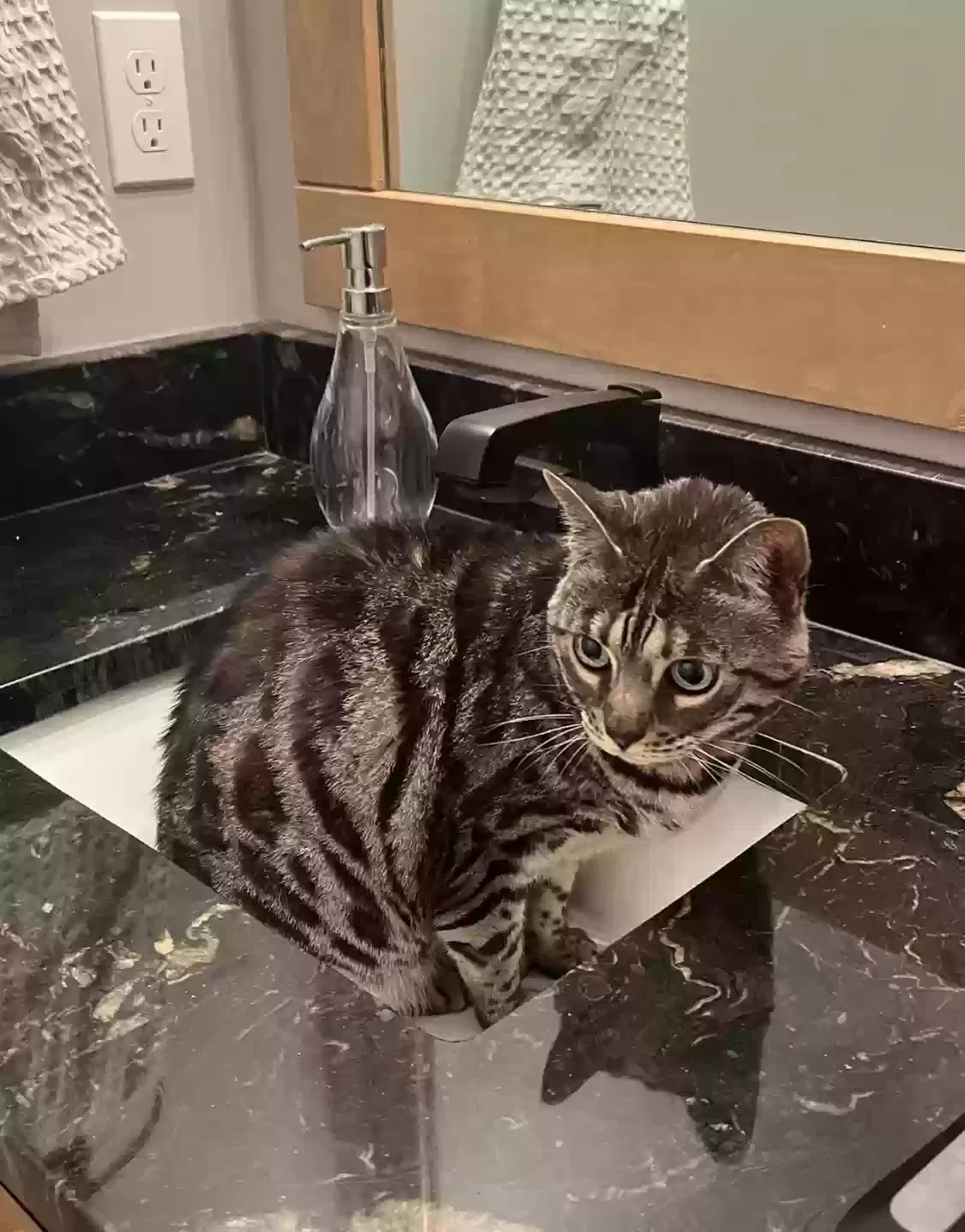 Lost cat in Bucyrus, KS, 66013