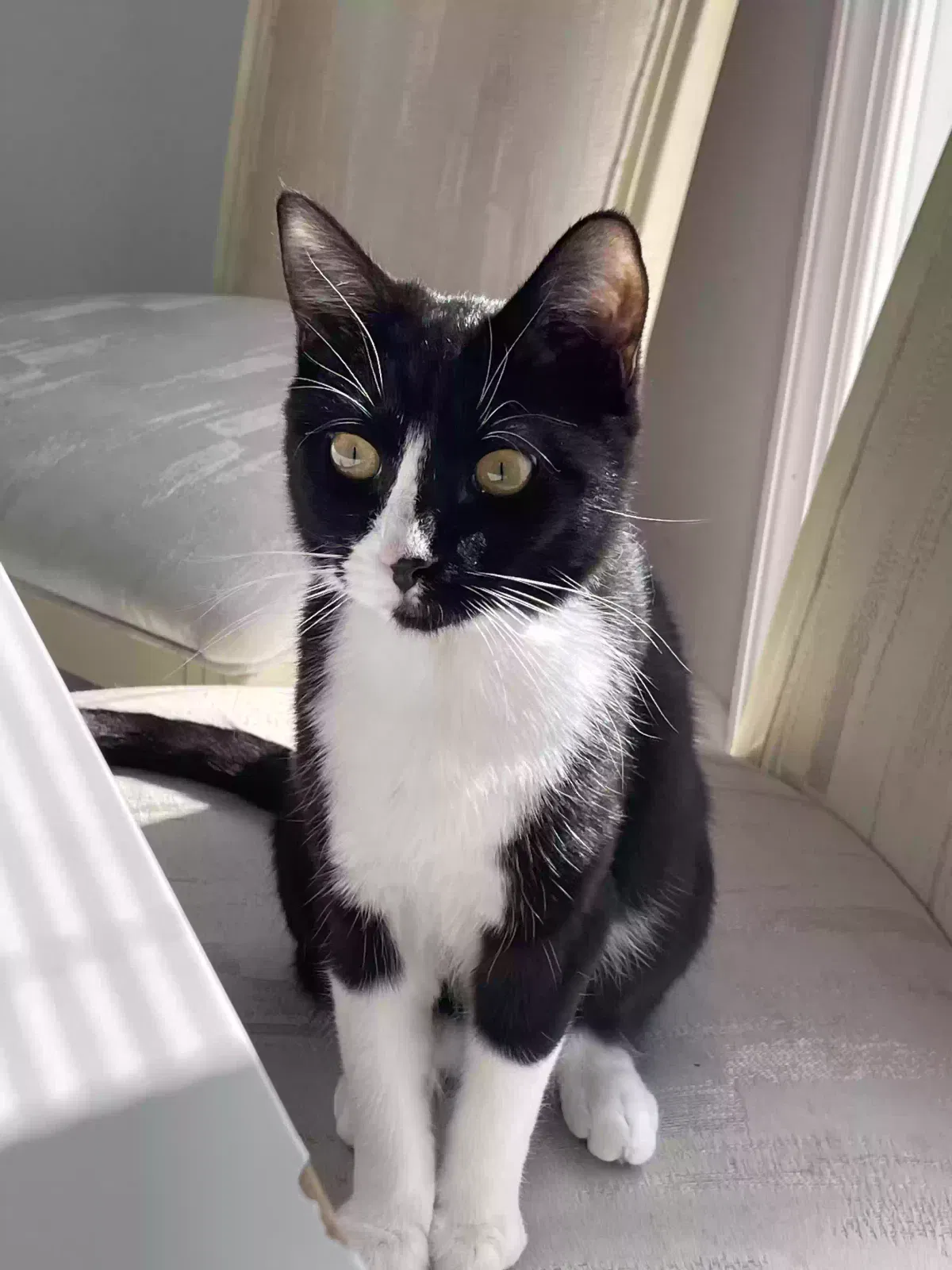 Lost cat in Brick, NJ, 8723