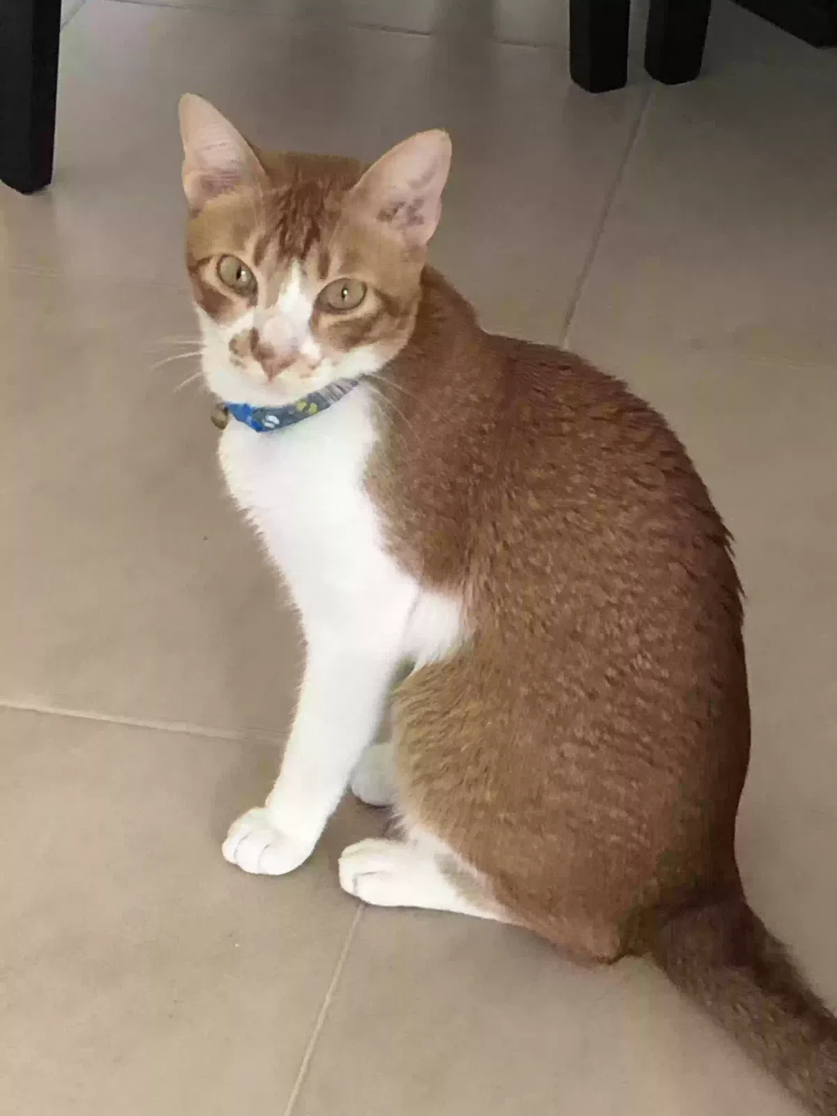 Lost cat in Hialeah, FL, 33018