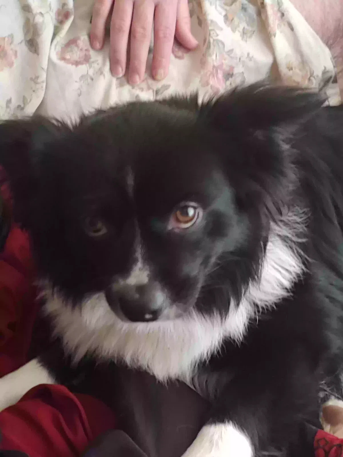 Lost dog in Mineral Wells, TX, 76067