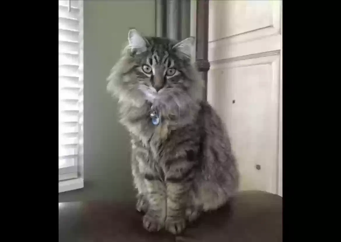 Lost cat in Riverton, UT, 84065