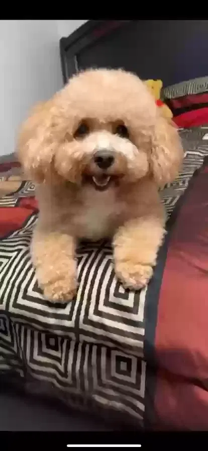 Lost dog in Fort Washington, MD, 20744