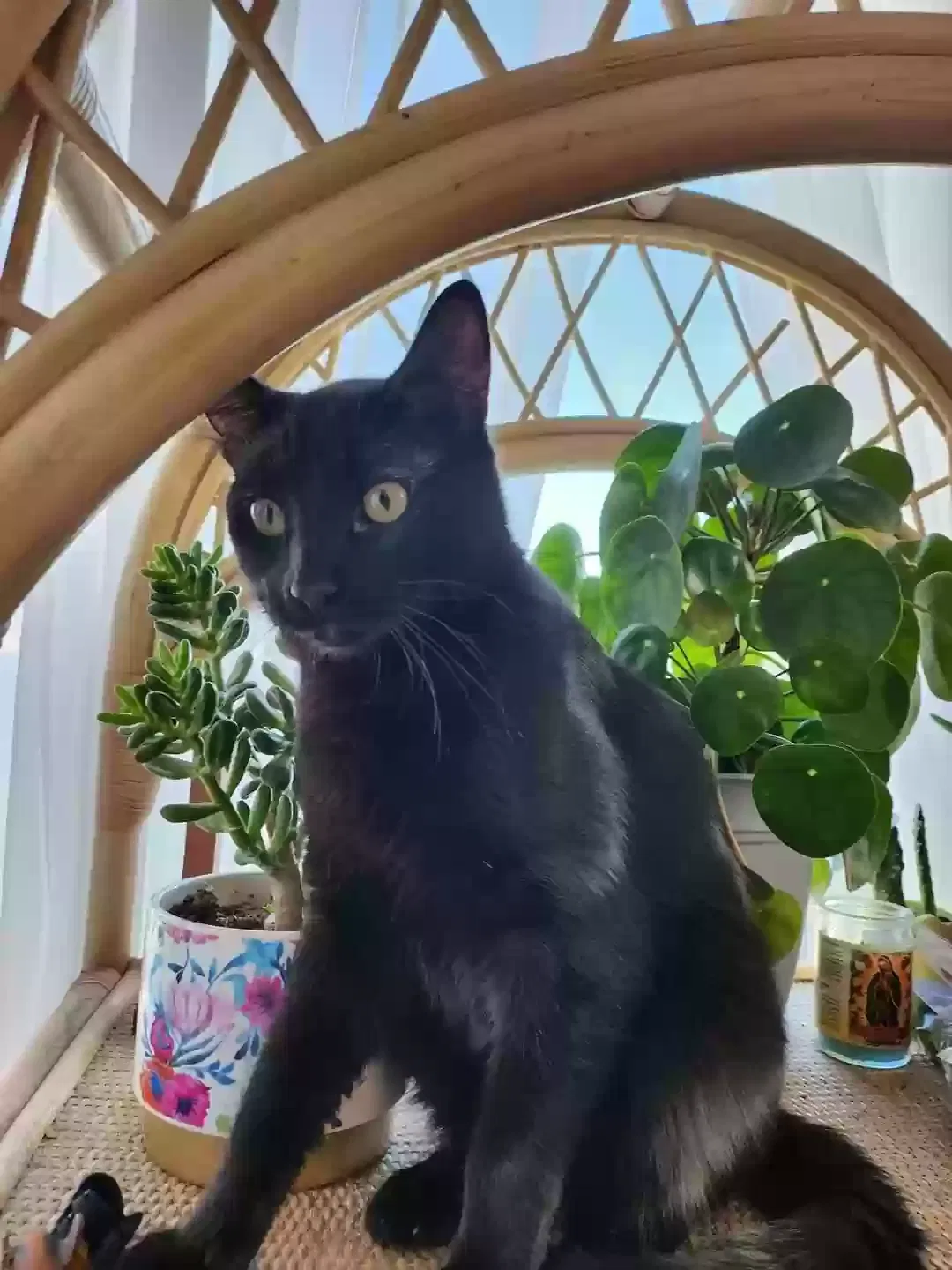 Lost cat in Pueblo, CO, 81008