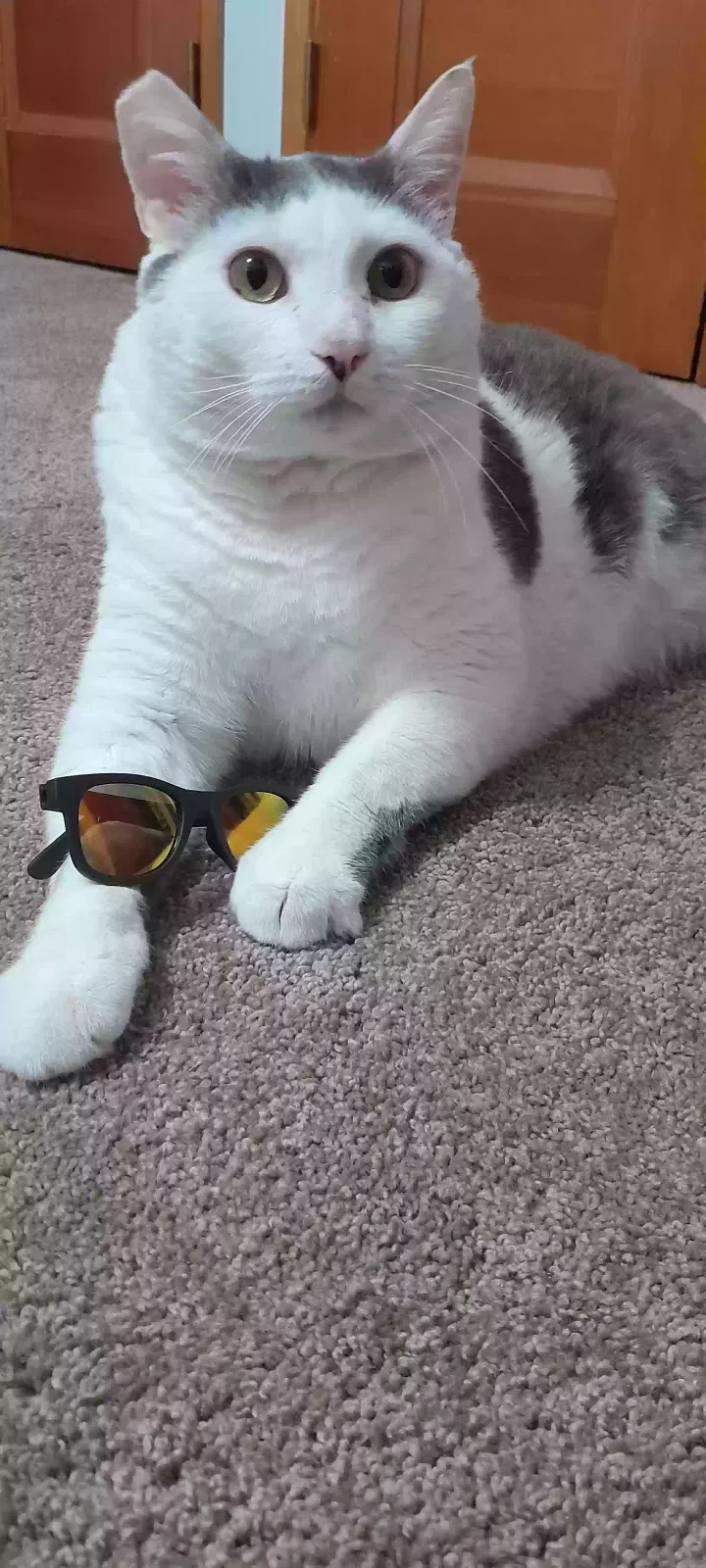 Lost cat in Portland, OR, 97267