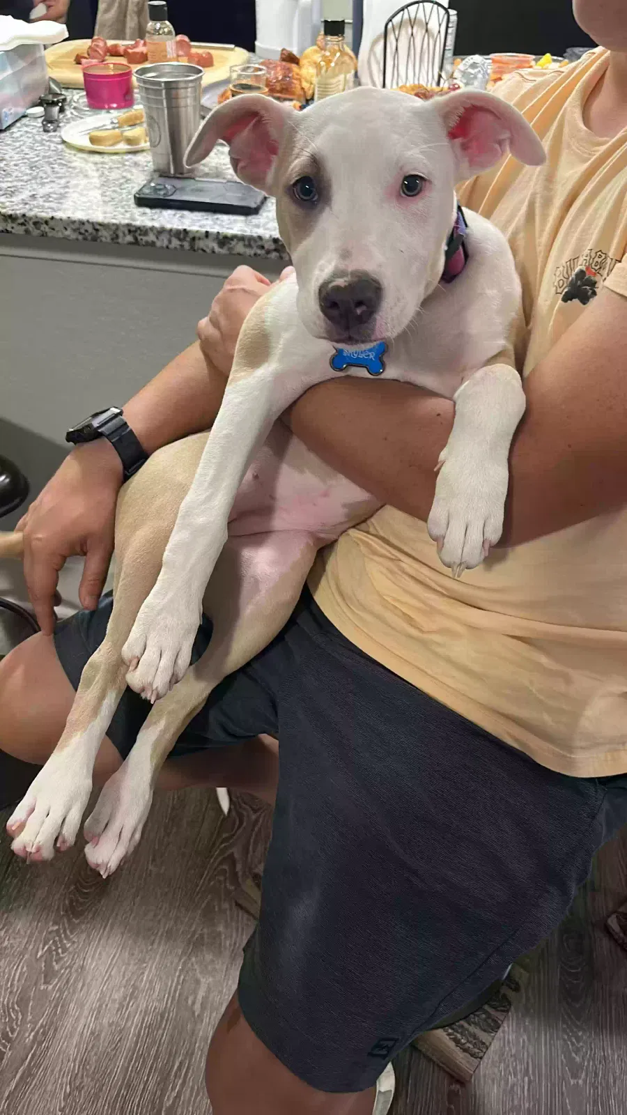Lost dog in Orlando, FL, 32824