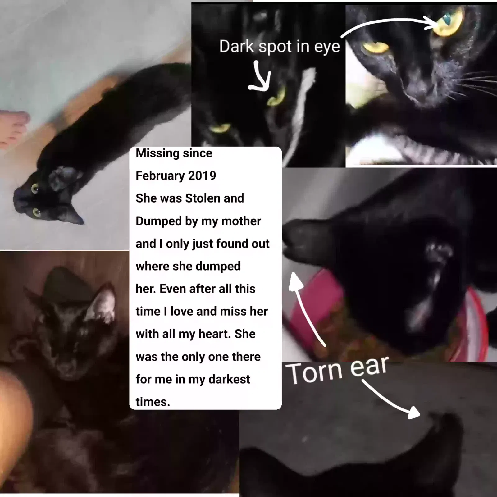 Lost cat in Fresno, CA, 93703