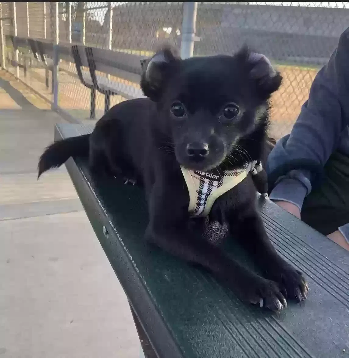 Lost dog in Westminster, CA, 92683