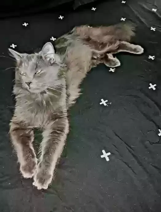 Lost cat in Pensacola, FL, 32505