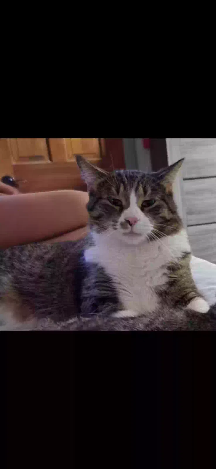 Lost cat in Highland, MI, 48357