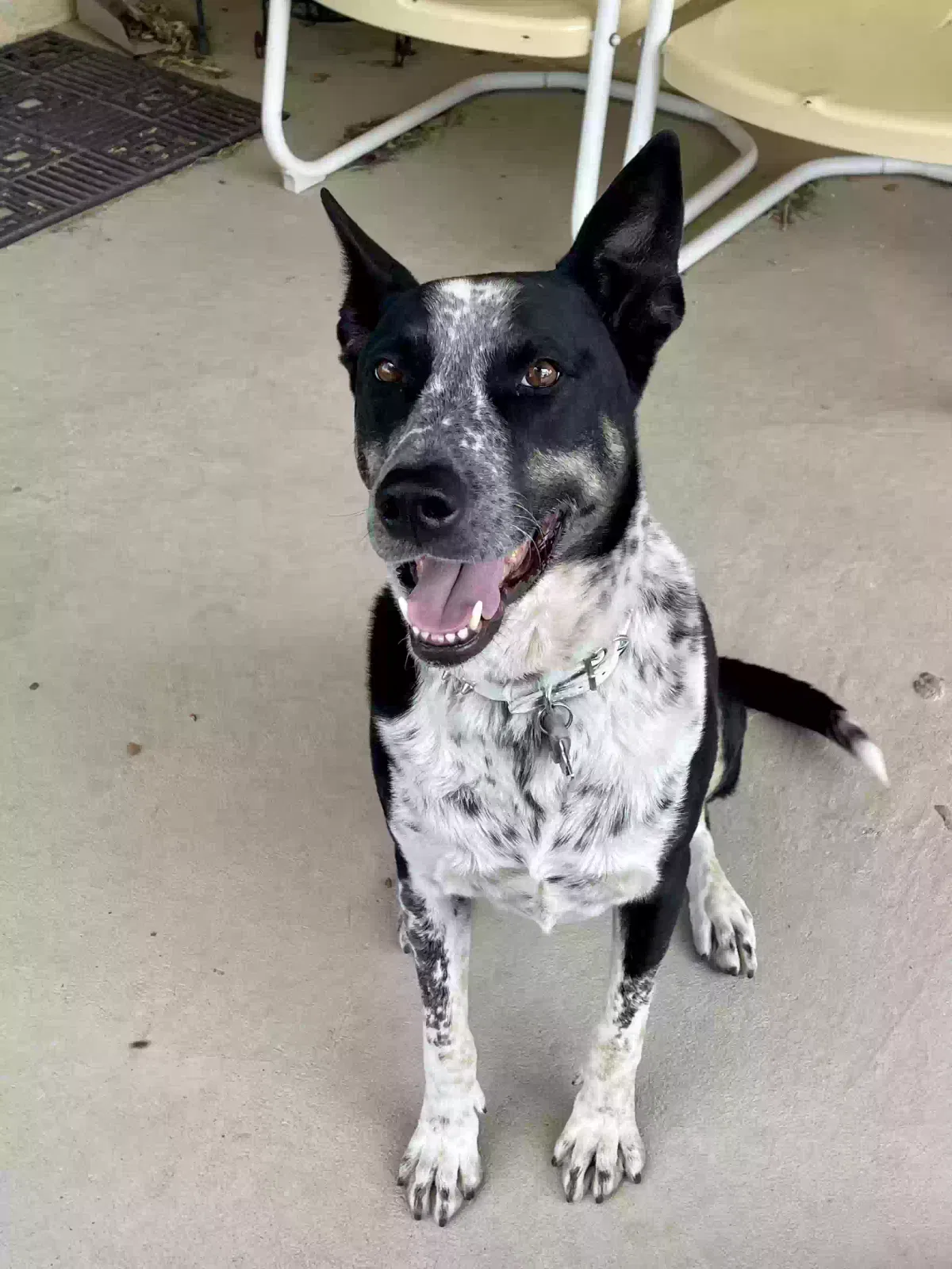 Lost dog in Los Lunas, NM, 87031