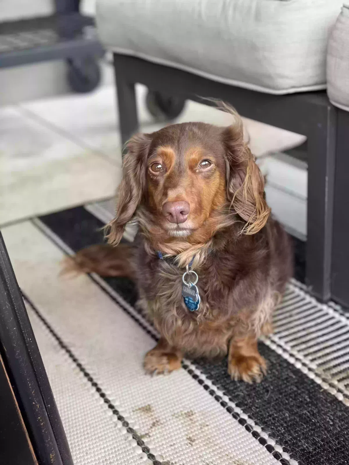 Lost dog in Haslet, TX, 76052